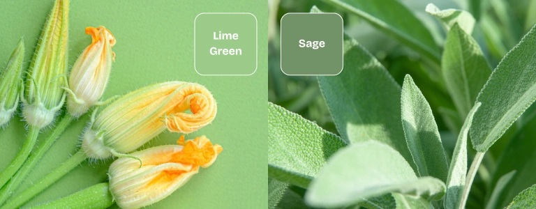 A side-by-side image of squash blossoms on a lime green background and fresh sage leaves, highlighting the color contrast between Lime Green and Sage.
