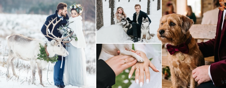 Collage of pets at winter weddings: couple with a reindeer in the snow, bride and groom with huskies, dog wearing a burgundy bow tie, and a dog paw resting on the couple's hands during the ring exchange